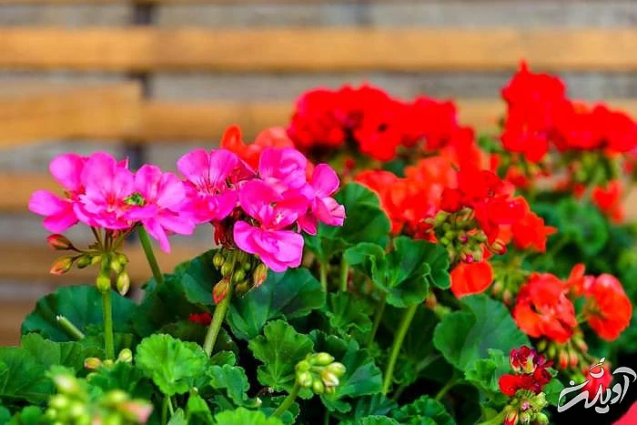 نحوه صحیح مراقبت از شمعدانی مراقبت از شمعدانی